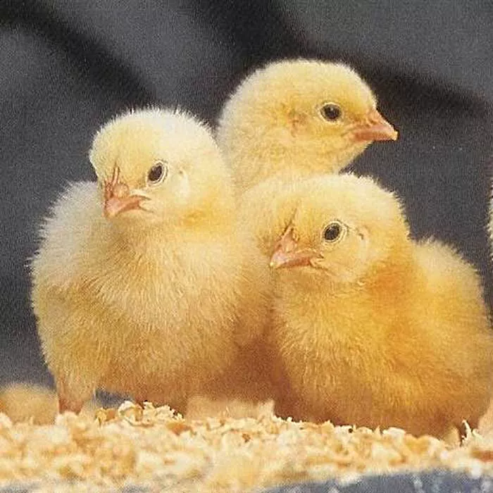 جوجه راس ۳۰۸