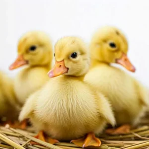 جوجه اردک گوشتی نژاد پکنی-سایت تبلیغاتی ایستگاه تبلیغ