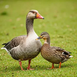 جوجه غاز درجه یک-سایت تبلیغاتی ایستگاه تبلیغ