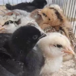 جوجه مرغ بومی