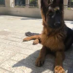 توله سگ ژرمن و توله سگ نژاد دار