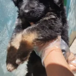 توله سگ ژرمن و توله سگ نژاد دار