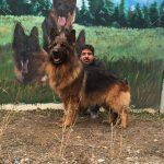 ژرمن شولاین انتخابی لوکس برای افراده خاصه