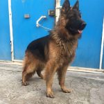 ژرمن شولاین انتخابی لوکس برای افراده خاصه