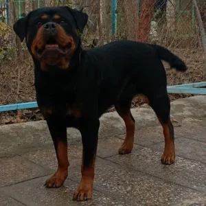 توله روتوایلر اصیل-سگ پوزه دلقکی سگ اروپایی و امریکایی