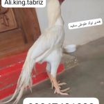 پرورش و فروش خروس نژاد لاری اوشامو آلمانی وارداتی