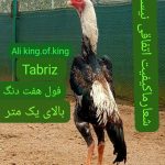 پرورش و فروش خروس نژاد لاری اوشامو آلمانی وارداتی
