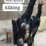 پرورش و فروش خروس نژاد لاری اوشامو آلمانی وارداتی