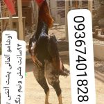 پرورش و فروش خروس نژاد لاری اوشامو آلمانی وارداتی