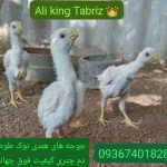 پرورش نژاد لاری هندی نوک طوطی دم طاووسی
