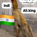 پرورش نژاد لاری هندی نوک طوطی دم طاووسی