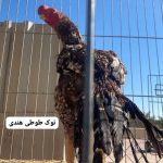 پرورش نژاد لاری هندی نوک طوطی دم طاووسی